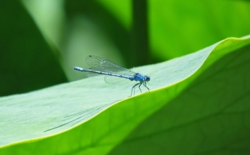 Nghệ thuật thả bò